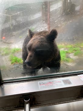 のぼりべつクマ牧場に投稿された画像（2020/9/16）