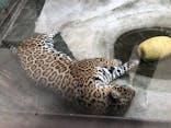 天王寺動物園に投稿された画像（2020/9/16）