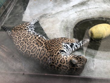 天王寺動物園に投稿された画像（2020/9/16）