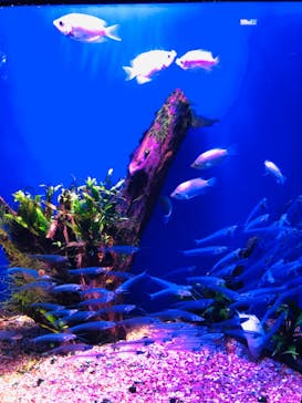 サンシャイン水族館に投稿された画像（2020/9/16）