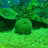 しながわ水族館に投稿された画像（2020/9/16）