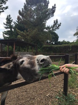 群馬サファリパークに投稿された画像（2020/9/16）