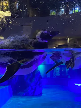 すみだ水族館に投稿された画像（2020/9/16）