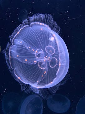 サンシャイン水族館に投稿された画像（2020/9/16）