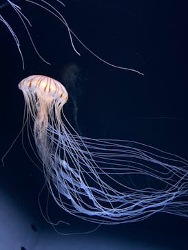 サンシャイン水族館に投稿された画像（2020/9/16）