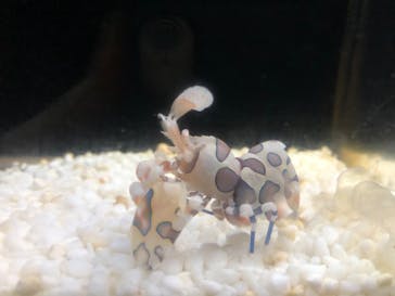 大分マリーンパレス水族館 「うみたまご」に投稿された画像（2020/9/16）