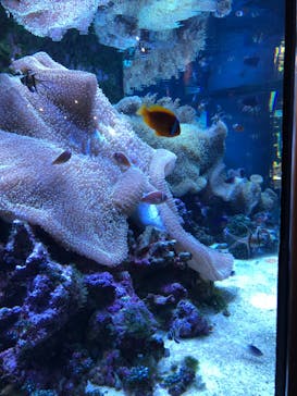 大分マリーンパレス水族館 「うみたまご」に投稿された画像（2020/9/16）