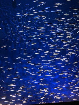 大分マリーンパレス水族館 「うみたまご」に投稿された画像（2020/9/16）