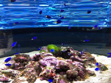 大分マリーンパレス水族館 「うみたまご」に投稿された画像（2020/9/16）