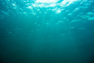 葉山ダイビングサービスに投稿された画像（2020/9/16）