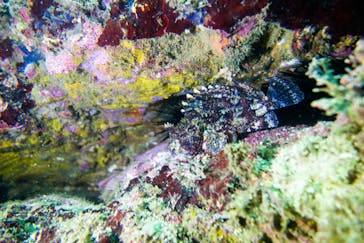 葉山ダイビングサービスに投稿された画像（2020/9/16）