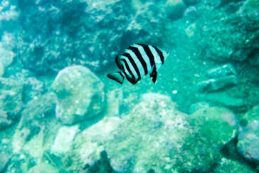 葉山ダイビングサービスに投稿された画像（2020/9/16）