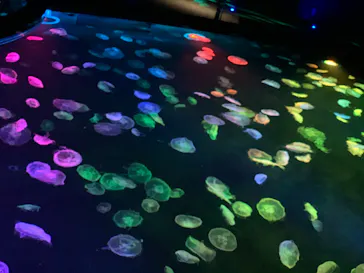 すみだ水族館に投稿された画像（2020/9/16）