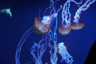 すみだ水族館に投稿された画像（2020/9/16）