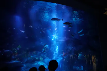 すみだ水族館に投稿された画像（2020/9/16）