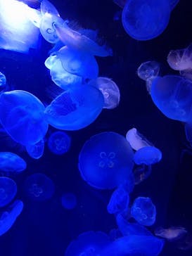 サンシャイン水族館に投稿された画像（2020/9/16）