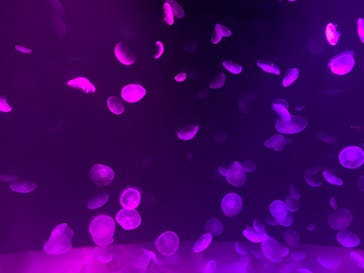 サンシャイン水族館に投稿された画像（2020/9/16）