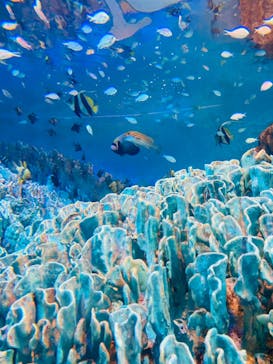 サンシャイン水族館に投稿された画像（2020/9/16）