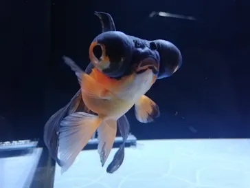 すみだ水族館に投稿された画像（2020/9/16）