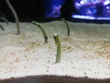 すみだ水族館に投稿された画像（2020/9/16）