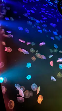 すみだ水族館に投稿された画像（2020/9/17）