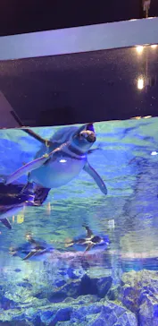 すみだ水族館に投稿された画像（2020/9/17）