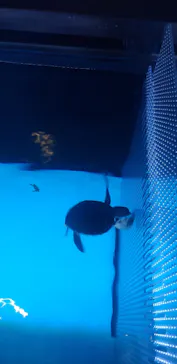 すみだ水族館に投稿された画像（2020/9/17）