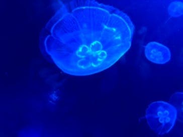 サンシャイン水族館に投稿された画像（2020/9/17）