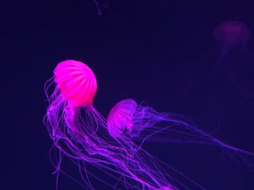 サンシャイン水族館に投稿された画像（2020/9/17）