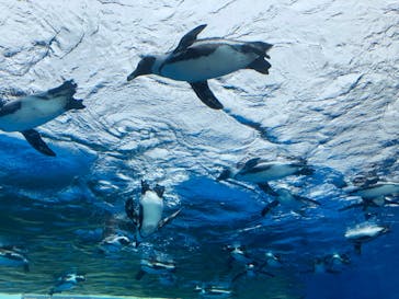 サンシャイン水族館に投稿された画像（2020/9/17）