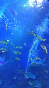 鳥羽水族館に投稿された画像（2020/9/17）