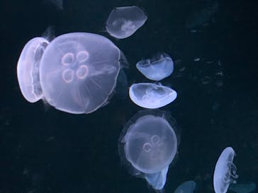 サンシャイン水族館に投稿された画像（2020/9/17）