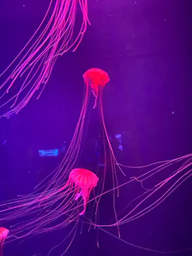 すみだ水族館に投稿された画像（2020/9/17）