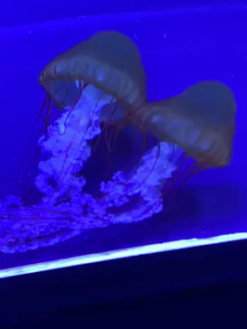 すみだ水族館に投稿された画像（2020/9/17）