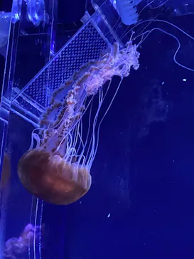 すみだ水族館に投稿された画像（2020/9/17）