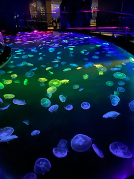 すみだ水族館に投稿された画像（2020/9/17）