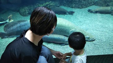大分マリーンパレス水族館 「うみたまご」に投稿された画像（2020/9/17）