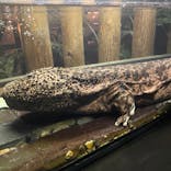 京都水族館に投稿された画像（2020/9/17）