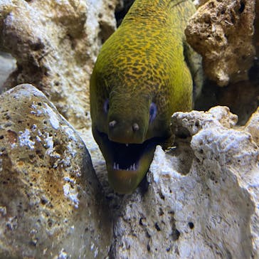 京都水族館に投稿された画像（2020/9/17）