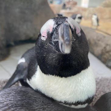 京都水族館に投稿された画像（2020/9/17）