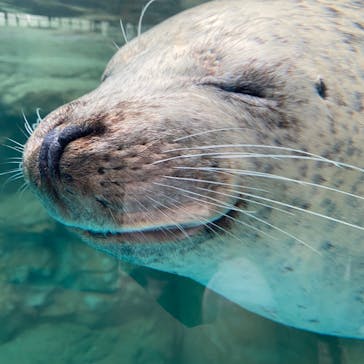 京都水族館に投稿された画像（2020/9/17）