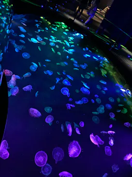 すみだ水族館に投稿された画像（2020/9/17）