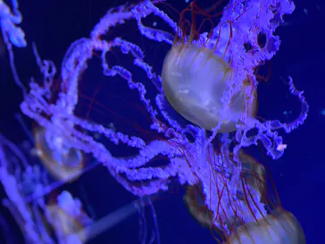 すみだ水族館に投稿された画像（2020/9/17）