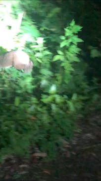 ミッドナイトツアー 奄美に投稿された画像（2020/9/17）