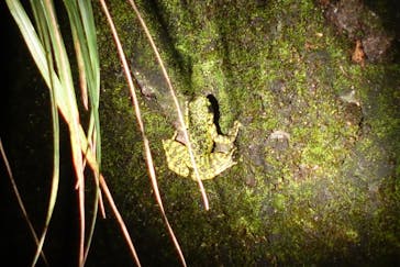 ミッドナイトツアー 奄美に投稿された画像（2020/9/17）