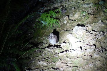 ミッドナイトツアー 奄美に投稿された画像（2020/9/17）