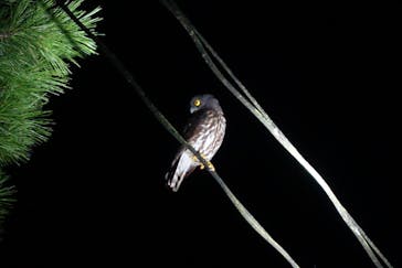 ミッドナイトツアー 奄美に投稿された画像（2020/9/17）