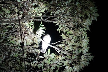 ミッドナイトツアー 奄美に投稿された画像（2020/9/17）