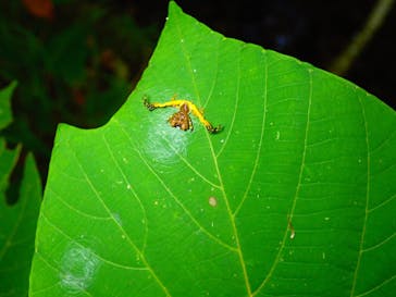 石垣島 ADVENTURE PiPi（イシガキジマアドベンチャーピピ）に投稿された画像（2020/9/17）