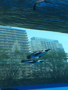 サンシャイン水族館に投稿された画像（2020/9/17）